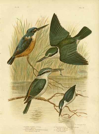 Martin-pêcheur azur, 1891 - Gracius Broinowski